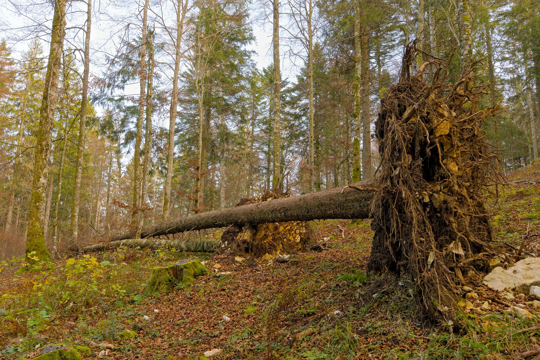 Enlèvement arbre urgence équipe à La Ciotat